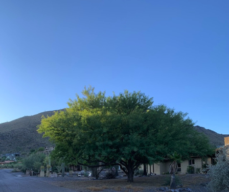 June 16 - One magnificent mesquite; 
so lush and green. Recently pruned.